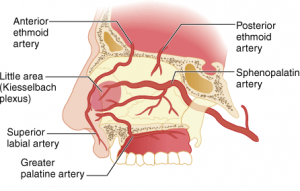 First Aid Management of a Bleeding Nose